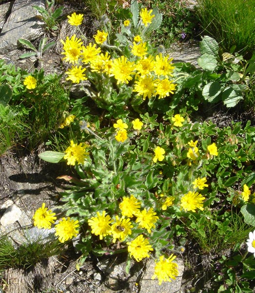 Hieracium villosum photo